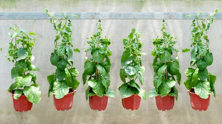 No need for a garden, Grow Spinach at home, easy and fast with fresh vegetables