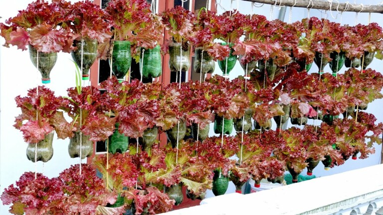 Amazing Ideas, Hanging garden to grow vegetables on the balcony, no need for a garden