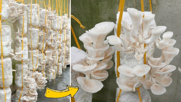 How to Grow Bbalone Mushrooms at Home for Continuous Harvest for 3 Months