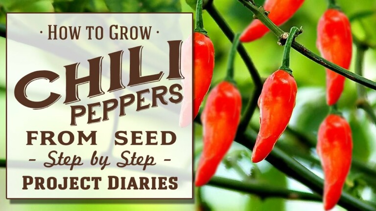 ★ How to: Grow Chili Peppers from Seed (A Complete Step by Step Guide)