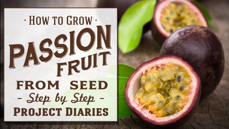 ★ How to: Grow Passion fruit from Seed (A Complete Step by Step Guide)