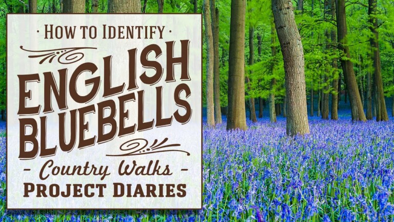 ★ How to Identify English Bluebells (Project Diaries Country Walks)
