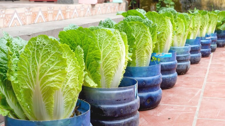 No need for a garden, grow napa cabbage right in the yard to provide for the family