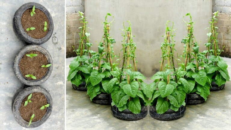 Make use of old tires, grow vegetables at home to provide for the family