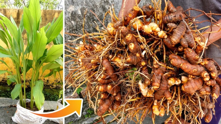 Amazing Idea | Growing Turmeric at Home, easy for Beginners | TEO Garden