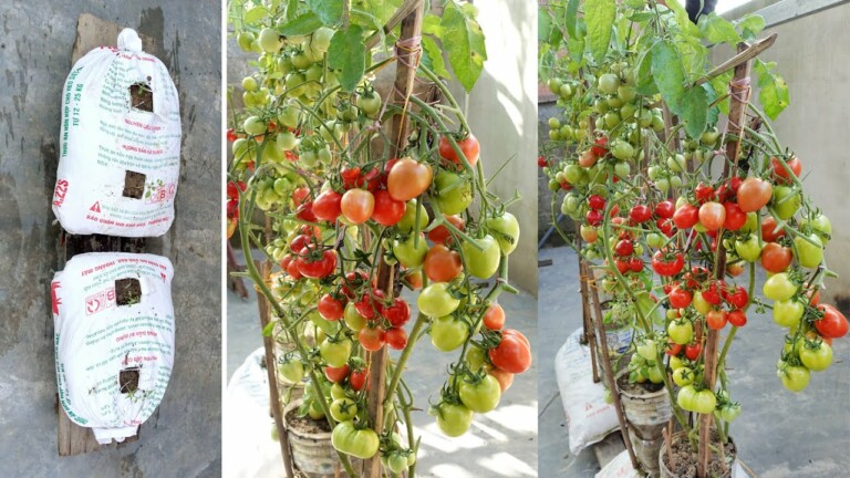 Amazing Tomato garden at home, the most creative and economical ideas