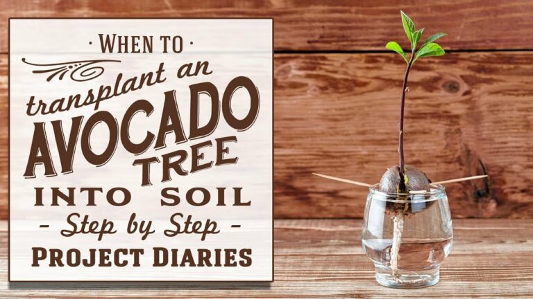 ★ When to: Transplant an Avocado Tree into Soil or Pot on in a Container (An Update & More Info)