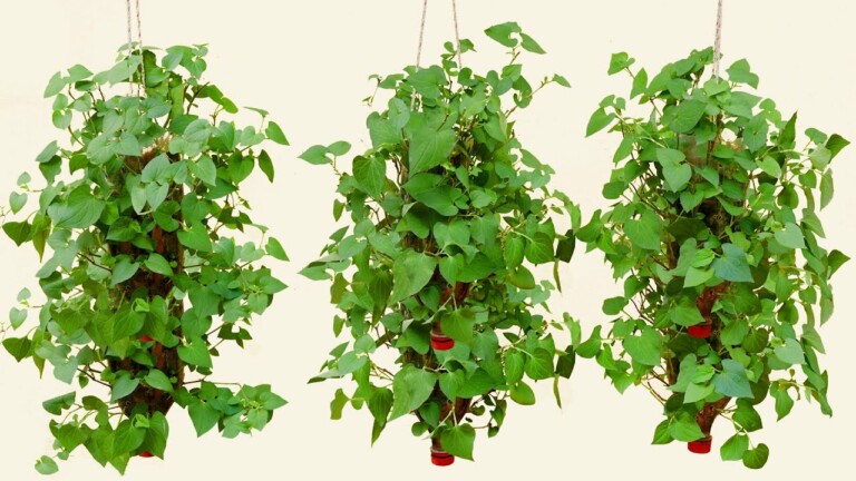 Amazing Idea | How to grow Fish mint (Houttuynia cordata) in plastic bottles