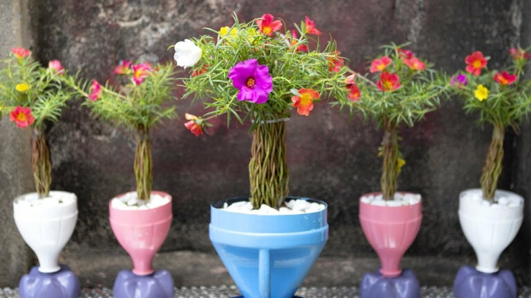 Beautiful and Cute Moss Rose Pots, Great Recycled Ideas for Your Garden