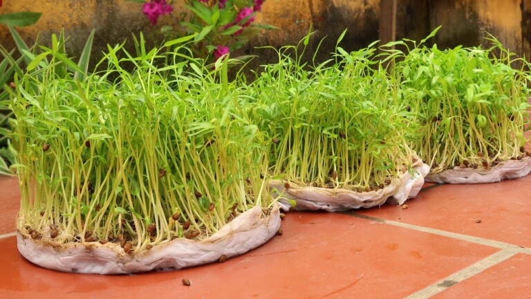 Brilliant Idea | Growing Water Spinach at Home, Easiest and Fastest