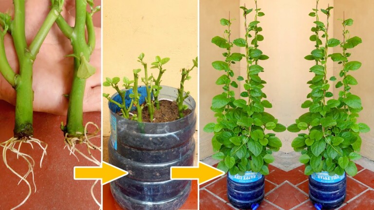 Brilliant idea, How to Grow Malabar Spinach from Cuttings for Beginners