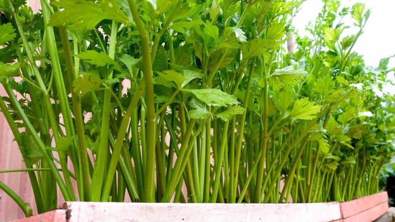 Celery is heat resistant, delicious and can be grown all year round
