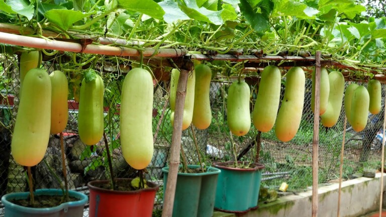 Unexpectedly, Growing at home is so easy and so many fruits, no need for a garden