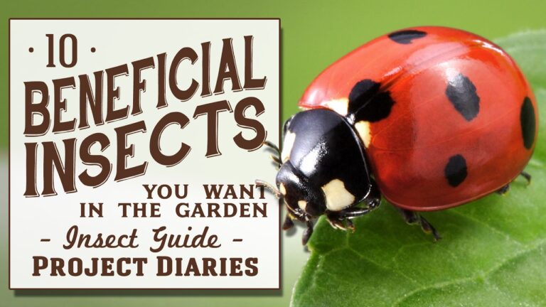 ★ 10 Beneficial Insects You Want in the Garden (Insect Guide)