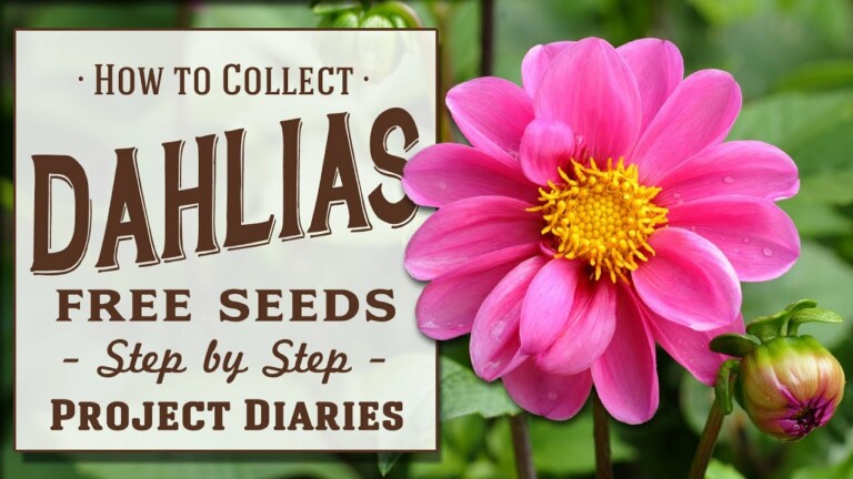 ★ How to: Collect Dahlia Seeds (2 Tips, Works for ALL Flowers)
