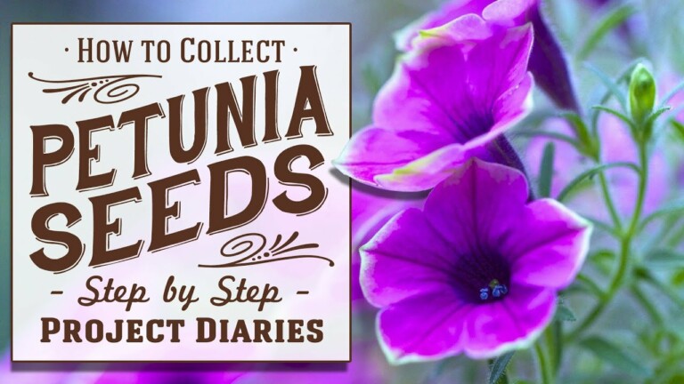 ★ How to Collect Petunia Seeds (A Complete Step by Step Guide)
