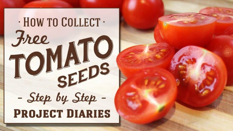 ★ How to: Collect Tomato Seeds (A Complete Step by Step Guide)