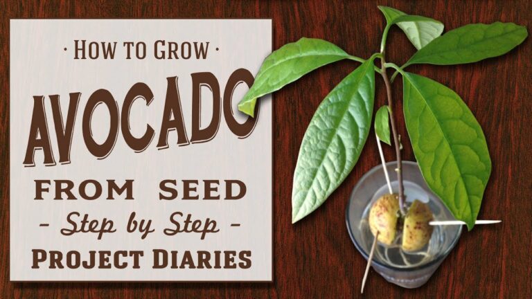 ★ How to: Grow Avocado from Seed (A Complete Step by Step Guide)