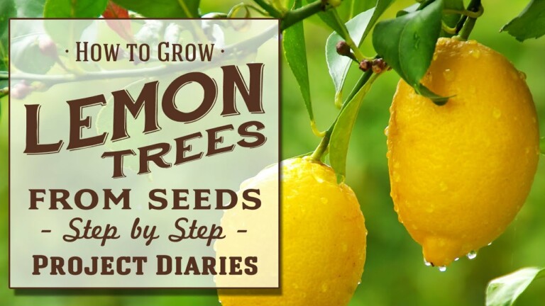 ★ How to: Grow Lemon Trees from Seeds (Step by Step Guide)