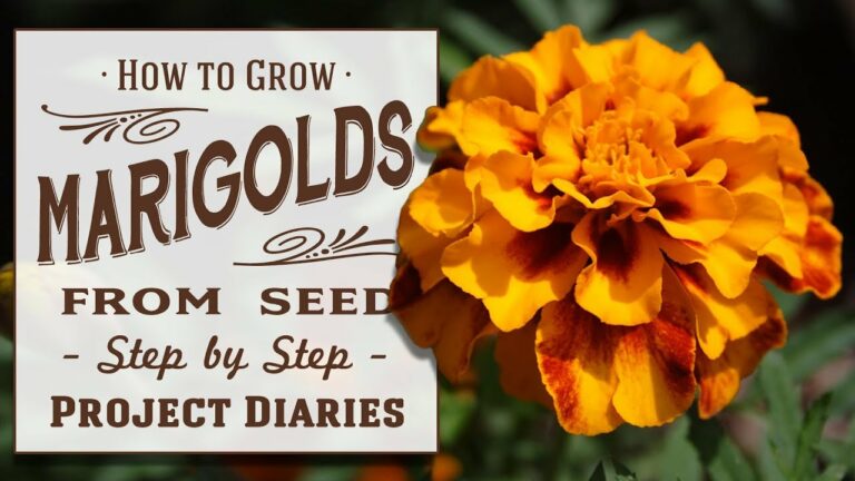 ★ How to Grow Marigolds from Seed (A Complete Step by Step Guide)