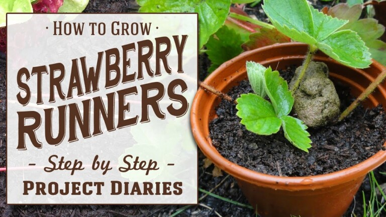 ★ How to: Grow Strawberry Runners (A Complete Step by Step Guide)