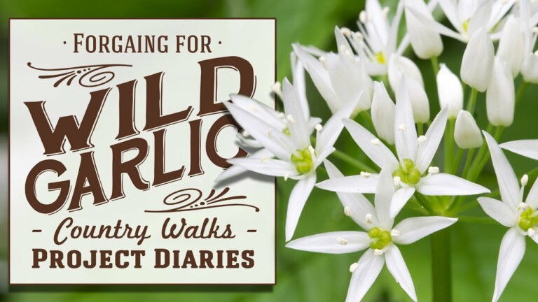 ★ How to Identify & Foraging for Wild Garlic (UK Country Walks)