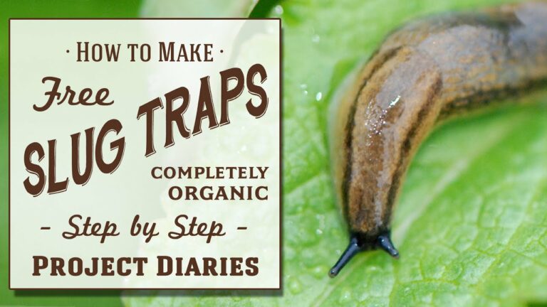 ★ How to: Make Free Slug Traps (A Complete Step by Step Guide)