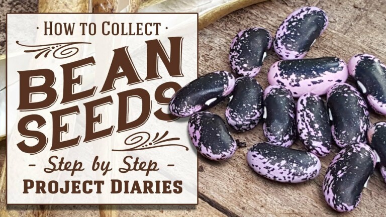 ★ How to: Save Bean Seeds (An Easy Step by Step Guide)