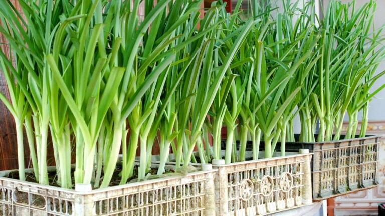 Easy and High Yield, Tips for Growing Leeks at Home for Beginners