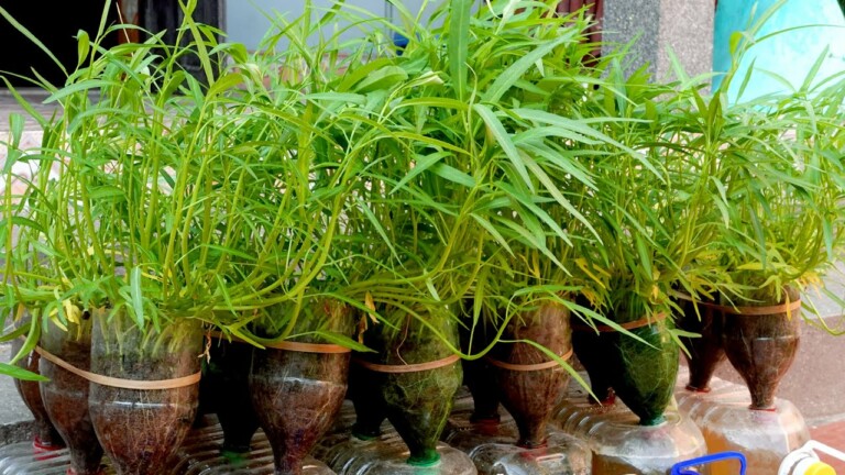 Easy Way To Grow Kangkong in Plastic Bottles at Home for Beginners