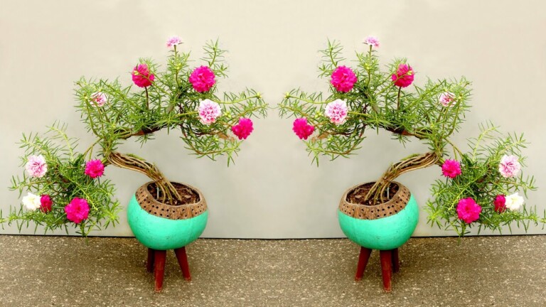 Creative How to Make a Simple and Beautiful Moss Rose Bonsai for Desktop