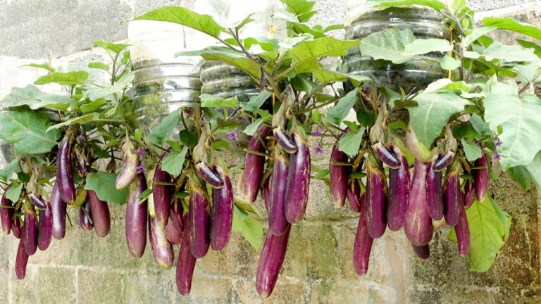 No need for a garden, grow eggplant at home with many fruits and high yield