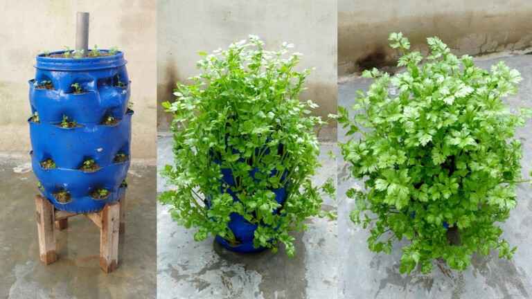 No need for a garden, Growing celery this way is really effective and smart