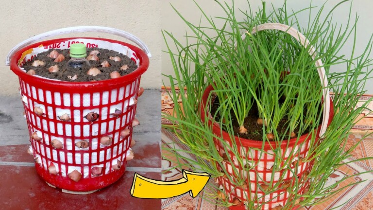 Amazing ideas | How To Grow Green Onions At Home from Recycling Laundry Basket