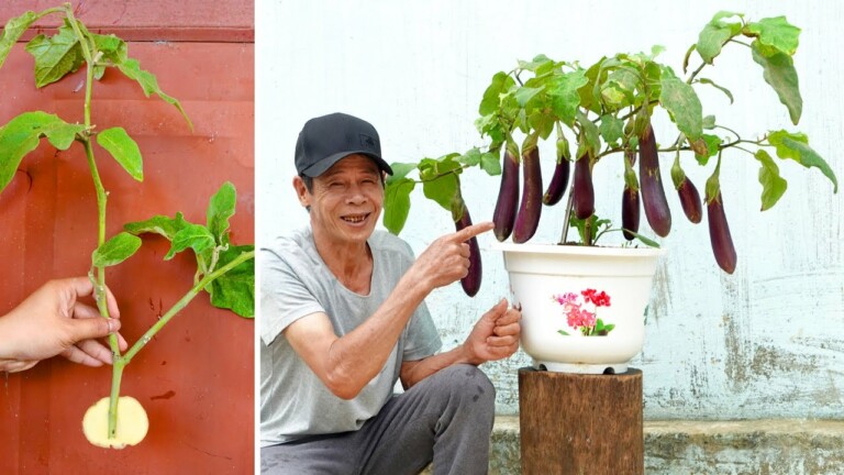 Amazing ideas! The most novel and unique way to grow Eggplant you’ve ever seen