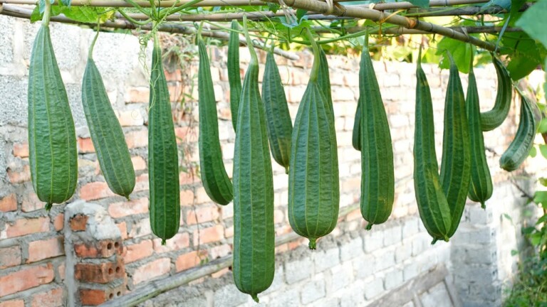 Growing Angled luffa at Home easy and with lots of fruit | TEO Garden
