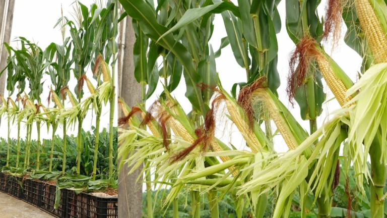 Growing Corn on the Terrace, How to Grow Corn at Home for Beginners