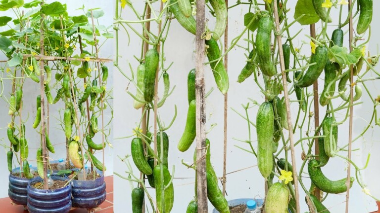 Growing Cucumbers at Home doesn’t take up space and produces much fruit