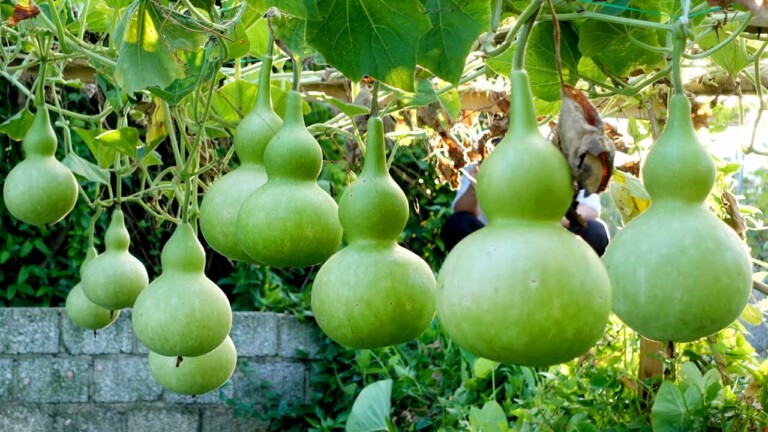 Growing gourds at home, lots of fruit, growing gourds in sacks