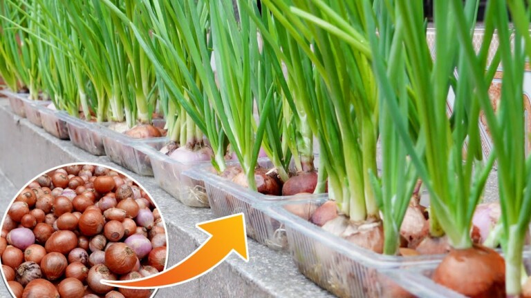 Growing Onions Without Soil, Good Tips Worth Learning | Cheap & Easy Ways