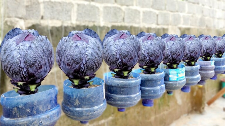 Growing Queen Cabbage at Home | Dark Cabbage, Specialty Cabbage