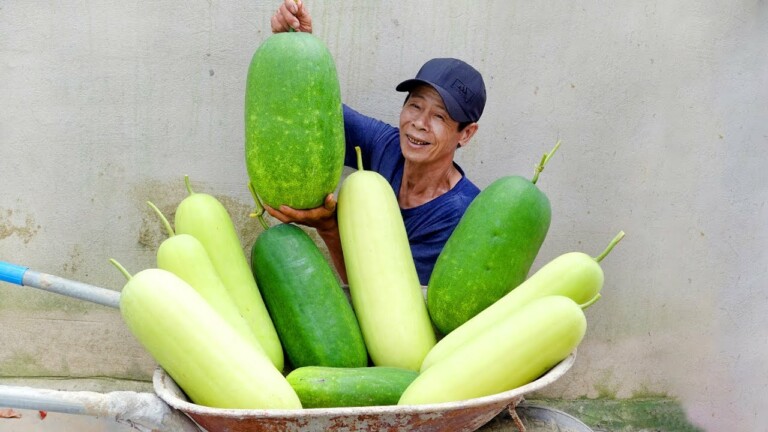 Growing Squash at Home gives super-giant fruit, hand-tired harvesting