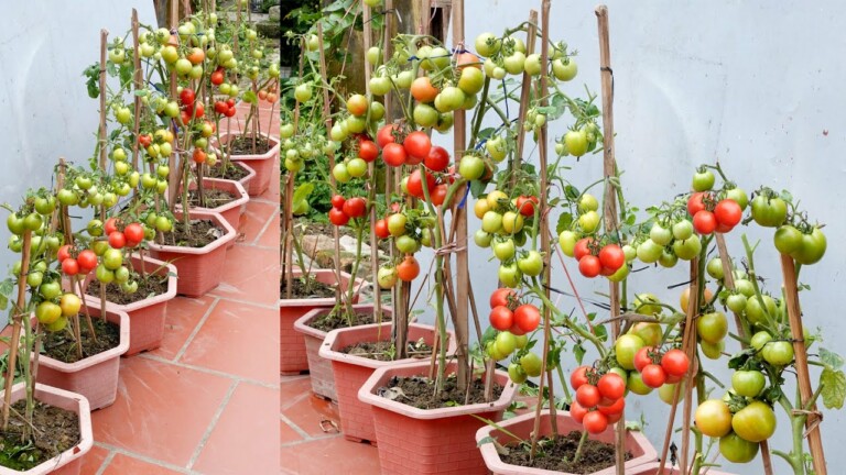 Growing tomatoes out of season at home, still a lot of fruit and easy