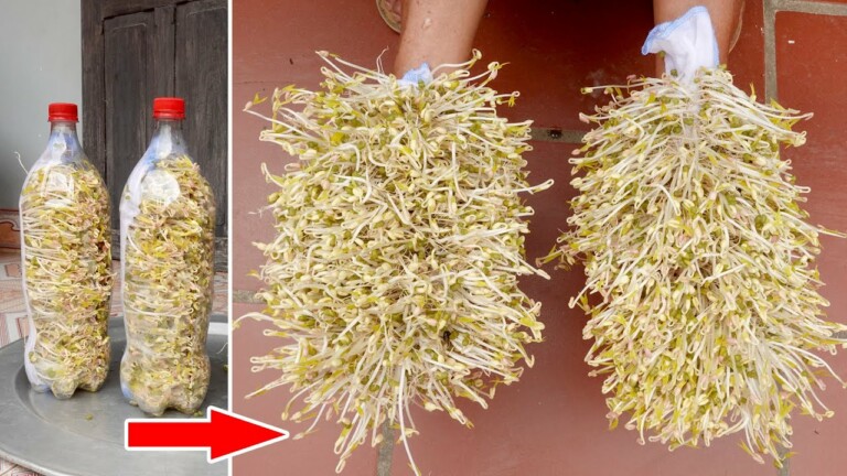 How to Grow Bean Sprouts at Home, Grow Sprouts in Plastic Bottles