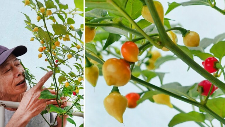 How to grow Beautiful Heart-shaped Peppers and produce a lot of fruit
