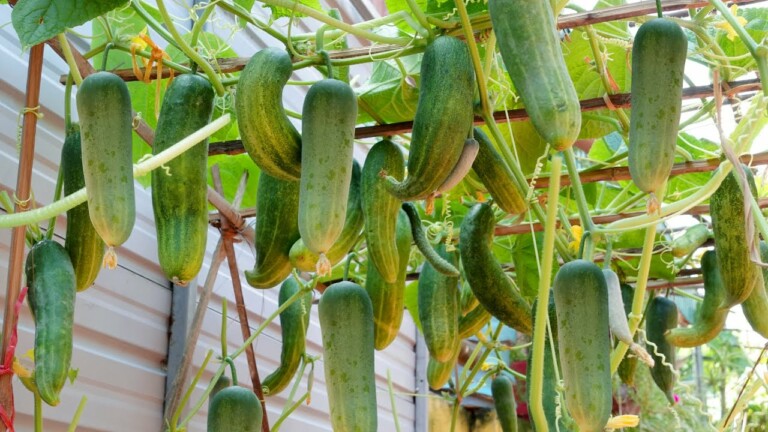 How to grow Cucumbers at home with large, delicious and abundant fruits