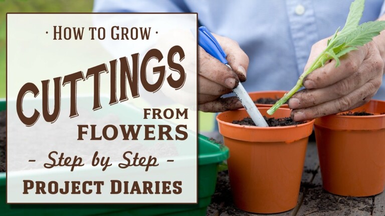 ★ How to: Grow Cuttings from Flowers (A Complete Step by Step Dahlia Guide)