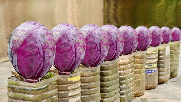 How to Grow Super Delicious Specialty Purple Cabbage at Home