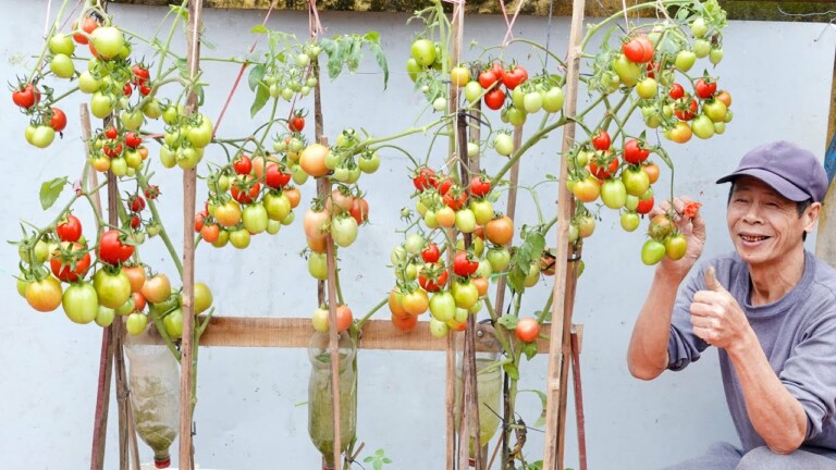 How to grow Tomatoes at Home for High Yield, no need for a garden