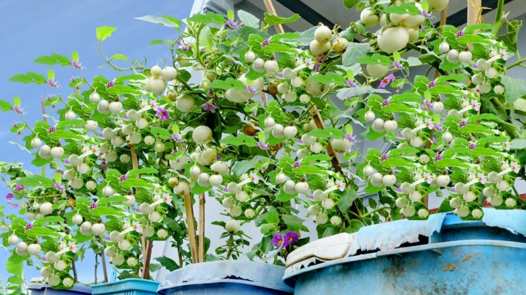 How to grow white eggplant for high yield, easy for beginners